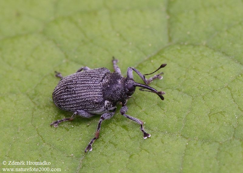 krytonosec šešulový, Ceutorhynchus obstrictus (Marsham, 1802) (Brouci, Coleoptera)